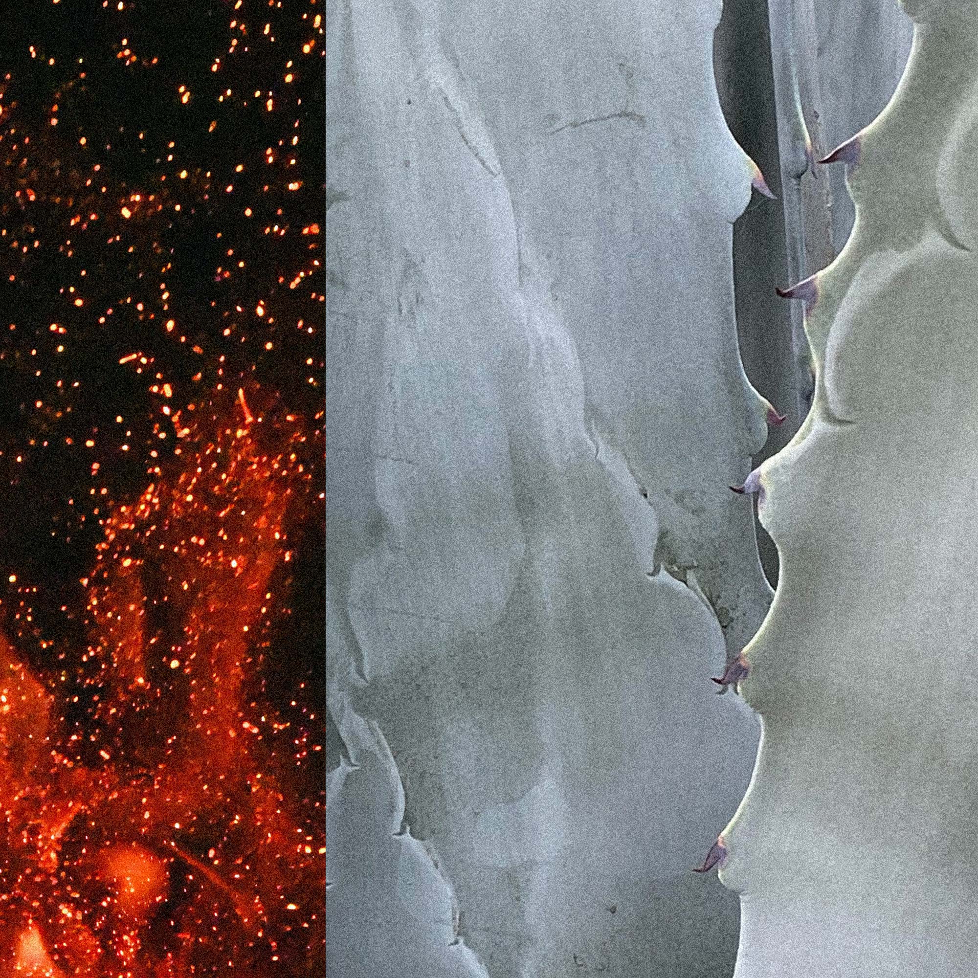 Char - Image 3